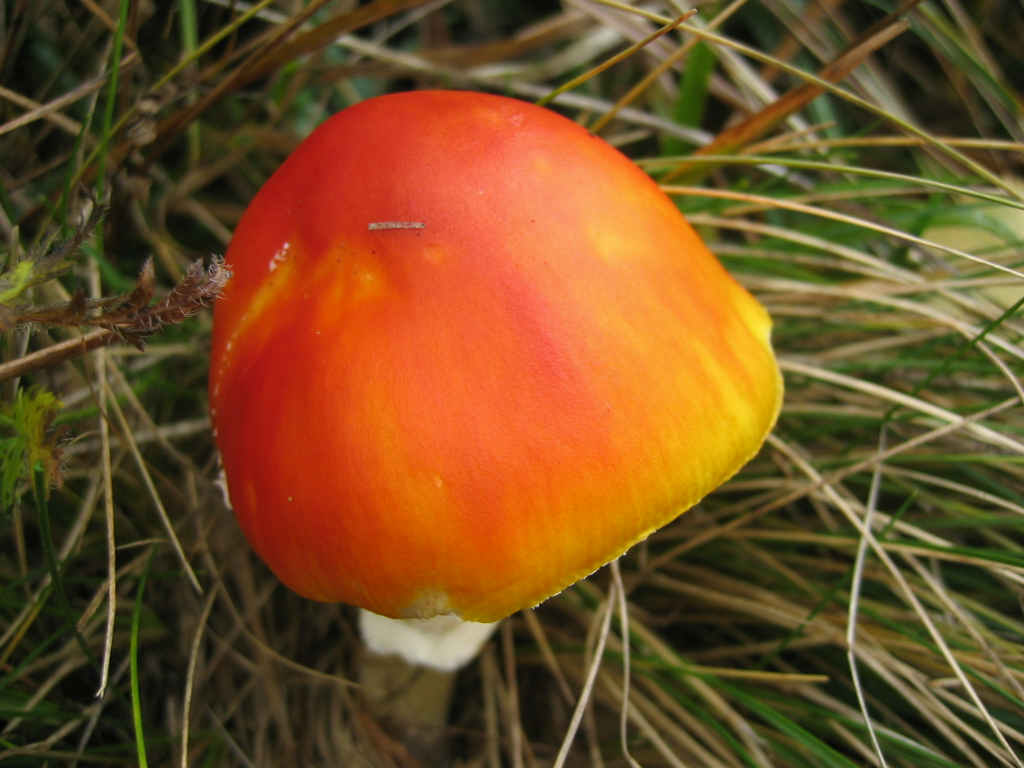 Amanita interessante